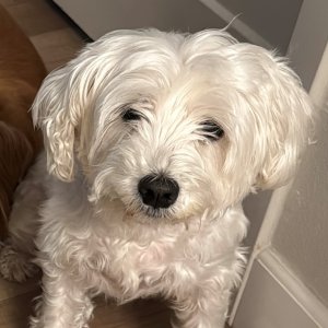 Maddie