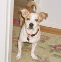 Alfie
