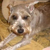 Bailey