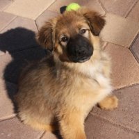 Bella