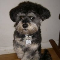 Josie