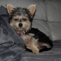 Poppy